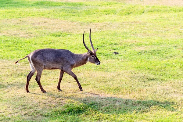 A piedi nyala — Foto Stock