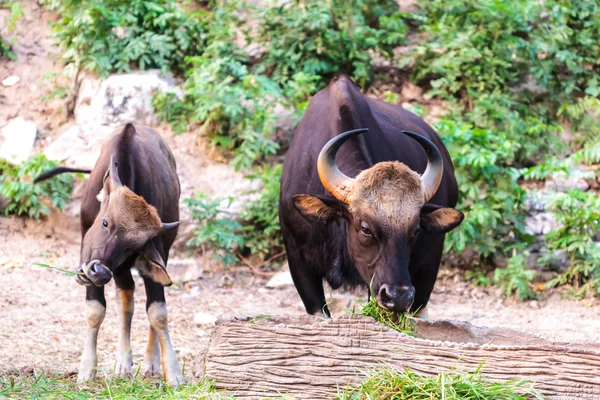 Siyah yabani boğa ve çim yeme buzağı — Stok fotoğraf