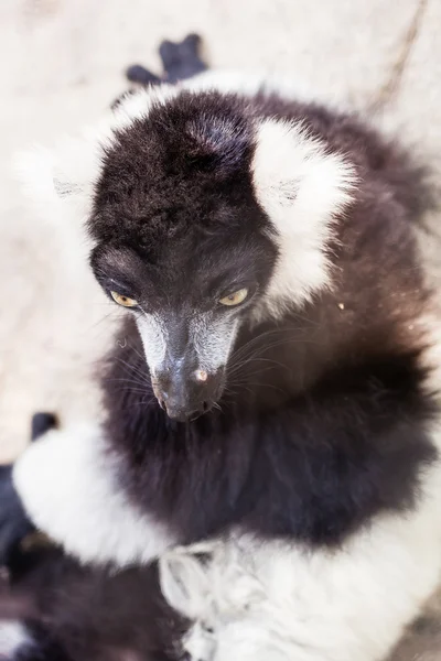 Lémurien noir et blanc sur roche — Photo