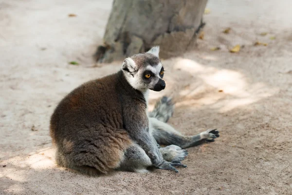 Brązowy lemur na ziemi — Zdjęcie stockowe