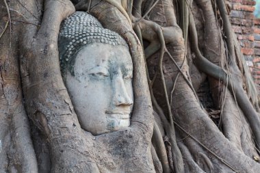 Buda'nın kafasından ağaç kök