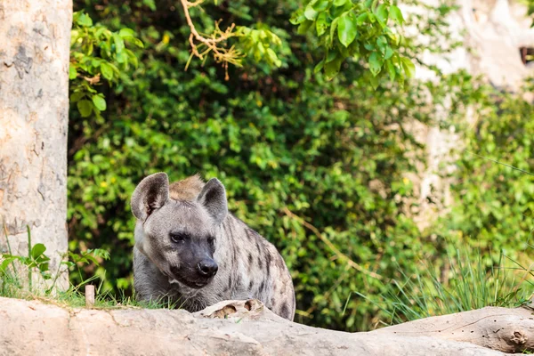 Hyena i djurparken — Stockfoto