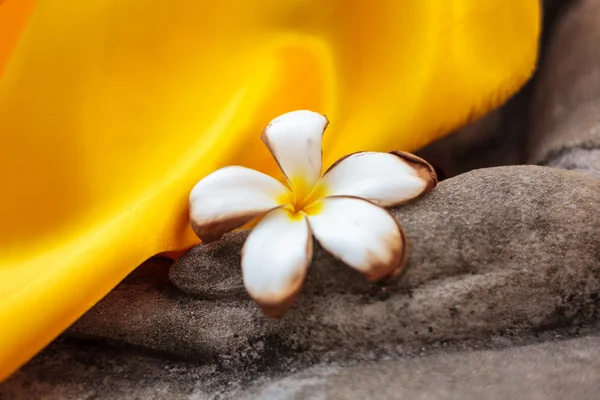 Plumeria på Buddha hånd - Stock-foto