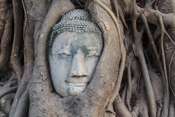 Buddha huvud i trädrot — Stockfoto