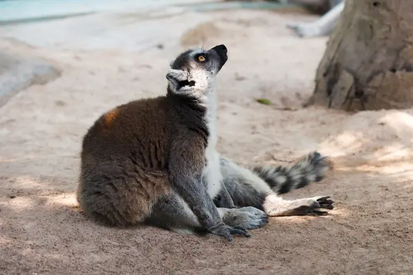 Brown lemur on ground — Stock Photo, Image