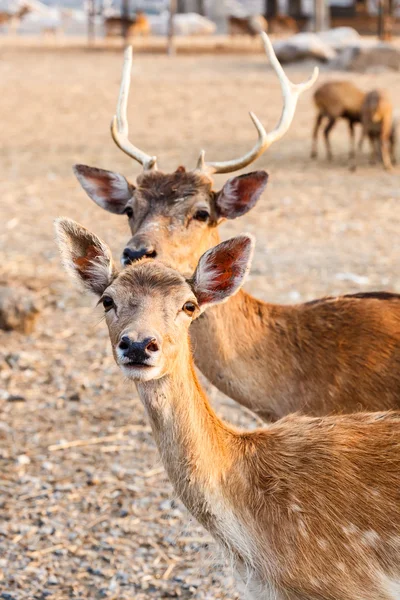 Female and male wild dear — Stock Photo, Image