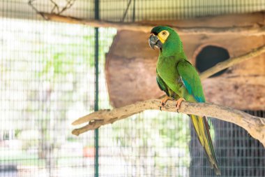 Yeşil Amerika papağanı