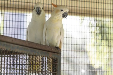 ağaç kavunu tepeli kakadu