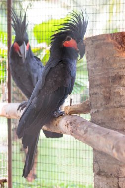 iki Palmiye kakadusu