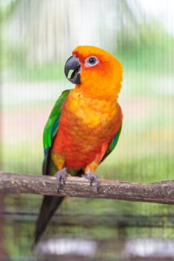 renkli jandaya conure
