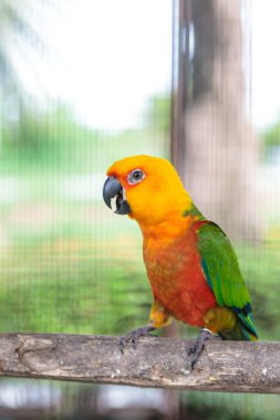 renkli jandaya conure