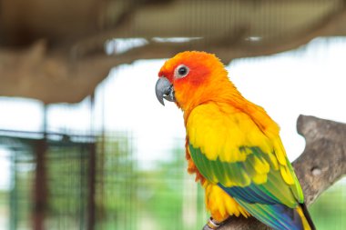 Güneş conure papağan