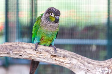 yeşil yanak conure