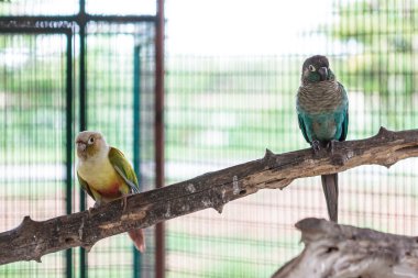 İki yeşil yanak conure