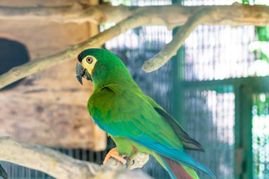 Yeşil Amerika papağanı