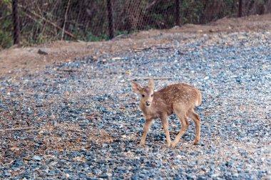 kahverengi vahşi geyik