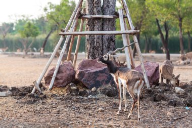 Siyah Kova yürüyüş