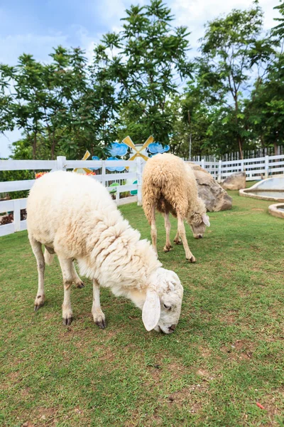 Moutons mangeant de l'herbe — Photo