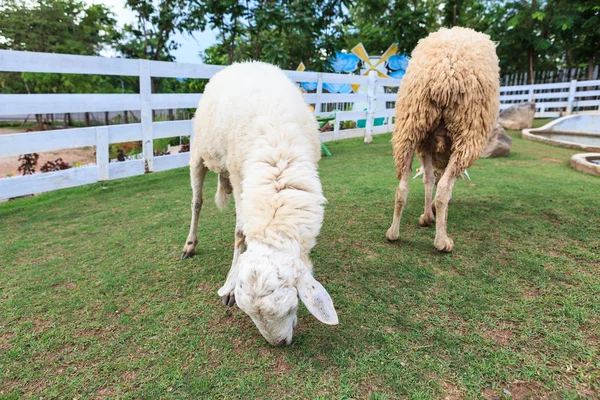 Sheeps eten van gras — Stok fotoğraf