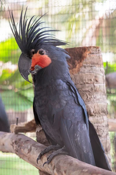 Palm cockatoo — Stock Photo, Image