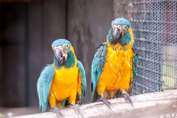 Ara dalla gola blu — Foto Stock