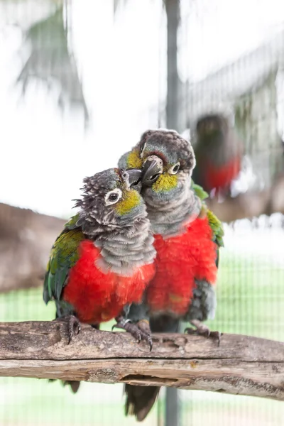 Zwei Purpurbäuche conure — Stockfoto