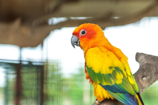 Sun Conure pappagallo — Foto Stock