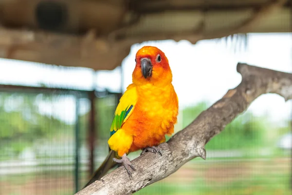 Sun conure parrot — Stock Photo, Image