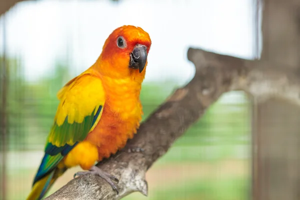 Sonnenconure-Papagei — Stockfoto