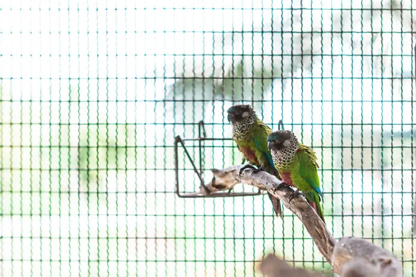 Zwei bunt bemalte conure — Stockfoto