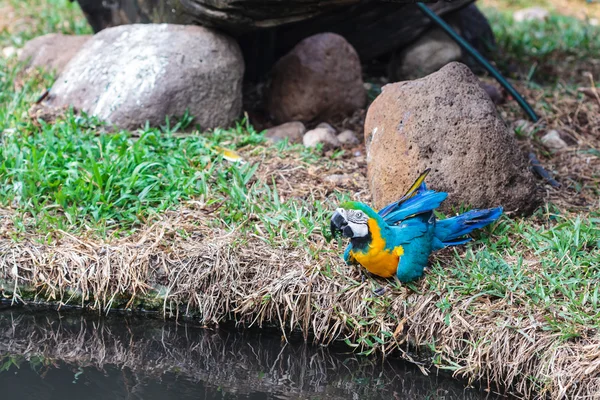 Colorful macaw eating beside water — Stock Photo, Image