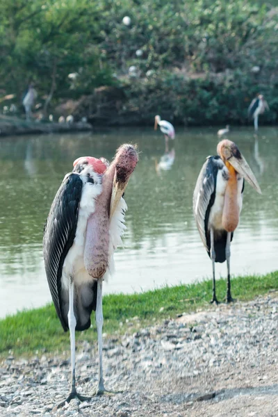 水の横にある 2 つアフリカハゲコウ — ストック写真