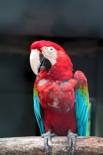 Colorful green winged macaw — Stock Photo, Image