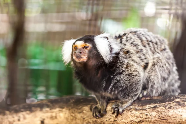 Lemur na dřevo — Stock fotografie