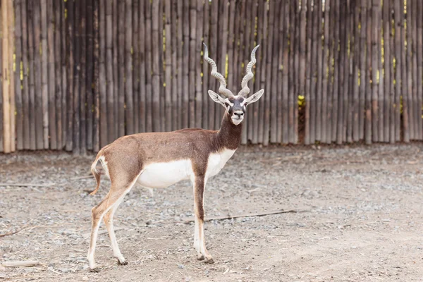 Noir buck debout regardant caméra — Photo