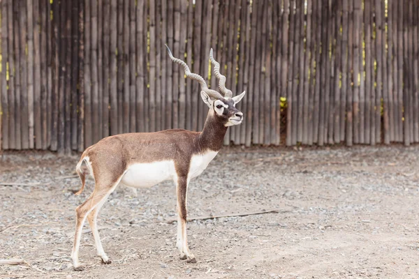 Nero buck a piedi — Foto Stock