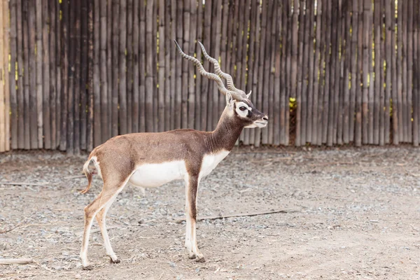 Negro buck caminar —  Fotos de Stock