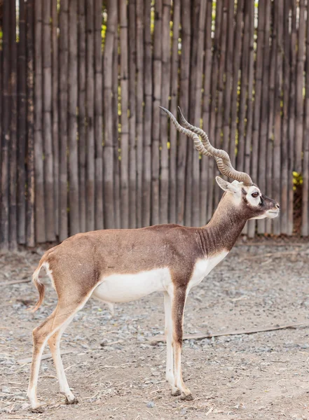 Svart buck promenader — Stockfoto