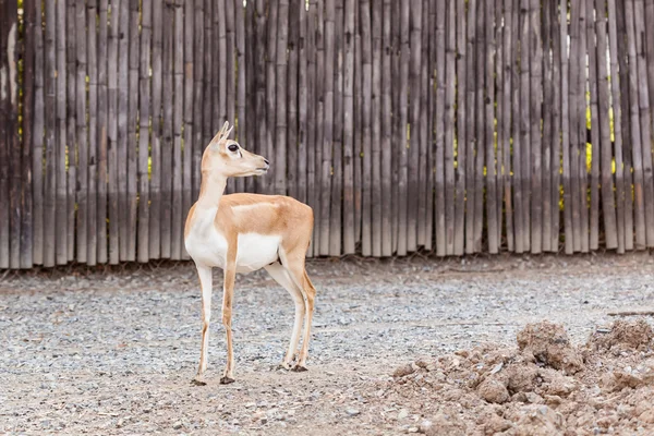 Cervos selvagens castanhos — Fotografia de Stock