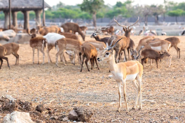 Brązowy mężczyzna impala — Zdjęcie stockowe