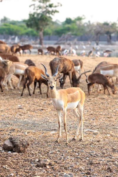 Impala macho marrón —  Fotos de Stock