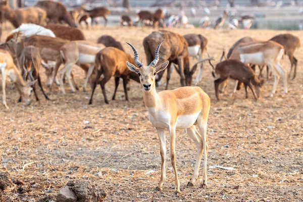 Impala maschio marrone — Foto Stock