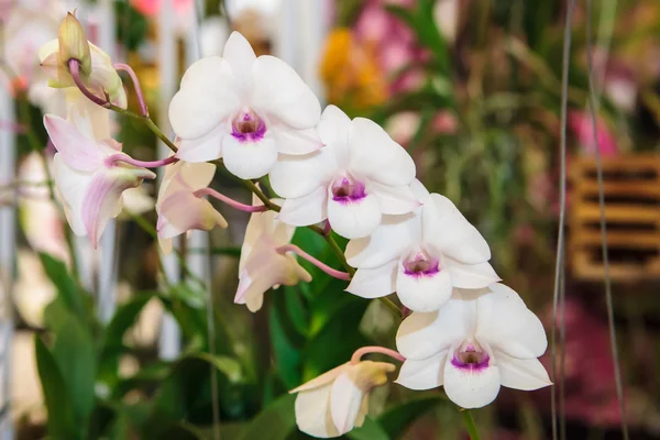 White orchid — Stock Photo, Image