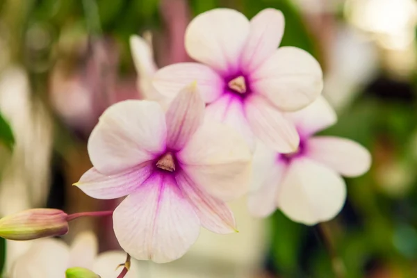 Weiße Orchidee — Stockfoto