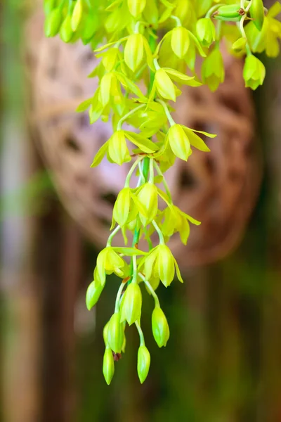 Zöld orchidea녹색 난초 — 스톡 사진