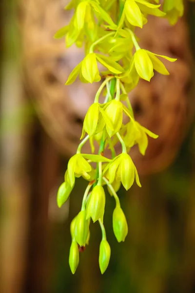 Yeşil orkide — Stok fotoğraf