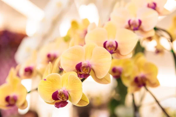 Orange orchid bunch — Stock Photo, Image