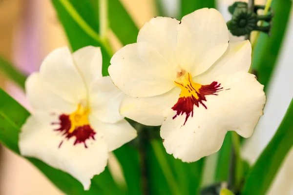 Duas orquídeas brancas — Fotografia de Stock