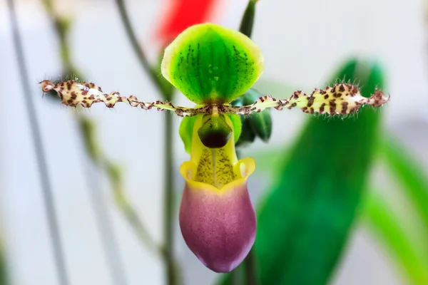 カラフルな蘭の花のクローズ アップ — ストック写真