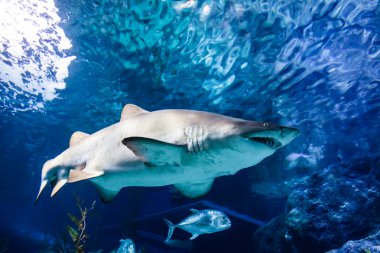 yırtık pırtık diş beyaz ve gri köpekbalığı